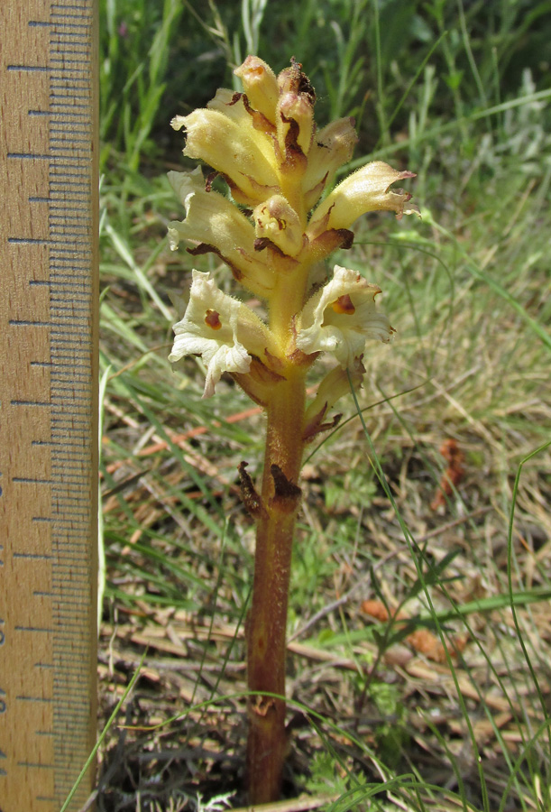 Image of Orobanche lutea specimen.