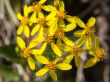 Senecio angulatus. Соцветие. Греция, Эгейское море, о. Парос, г. Дриос, в культуре. 23.12.2015.