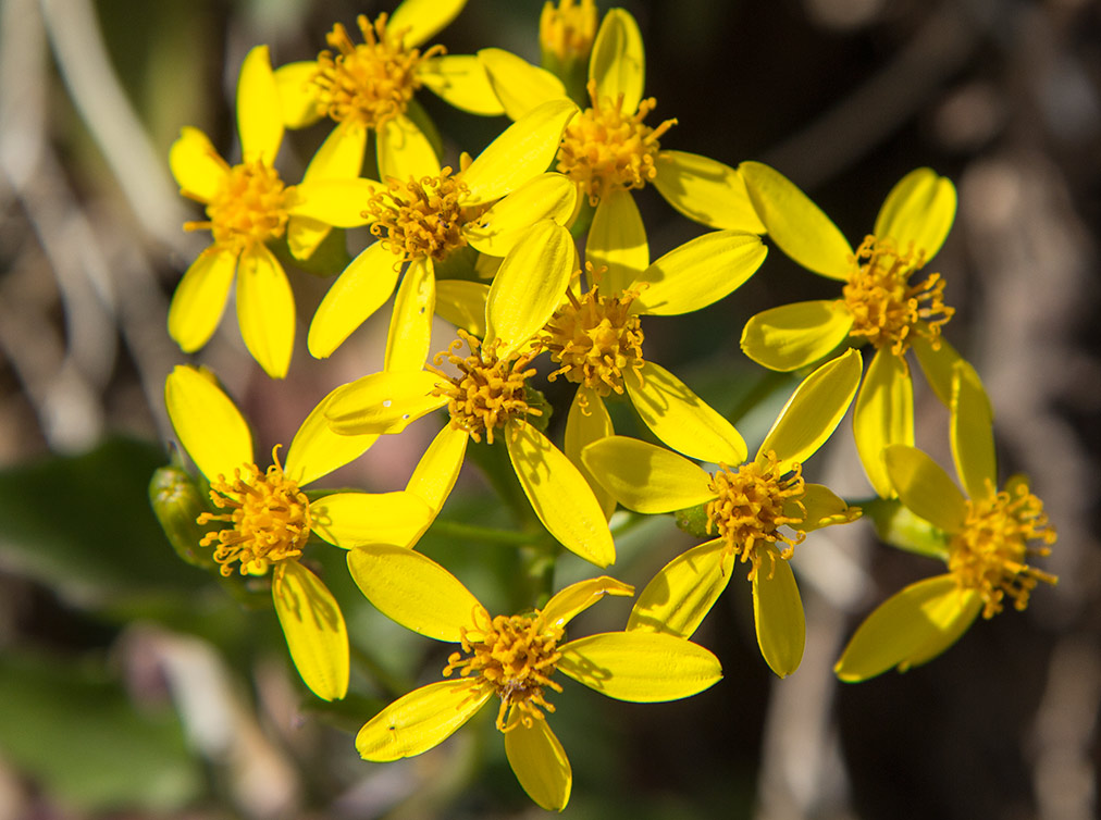 Изображение особи Senecio angulatus.