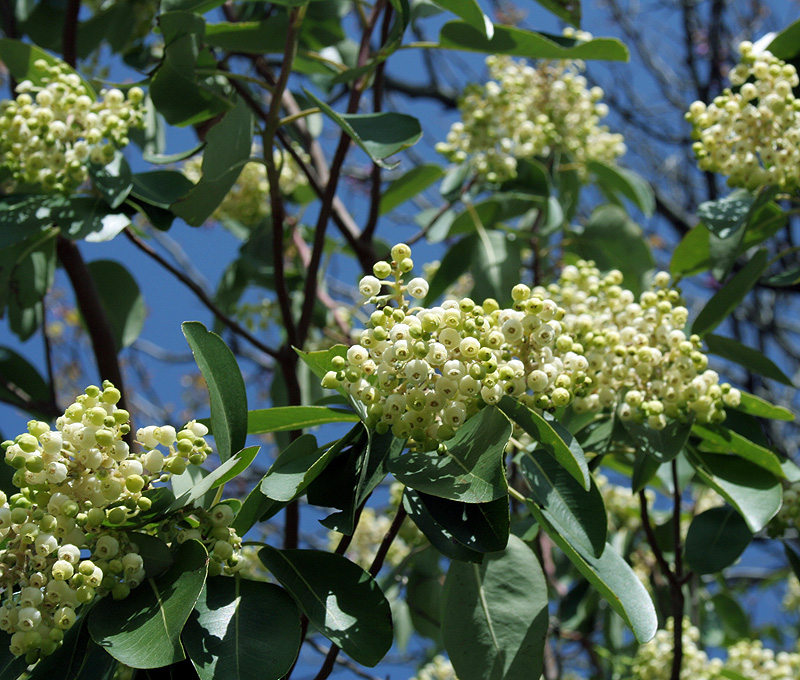 Image of Arbutus andrachne specimen.