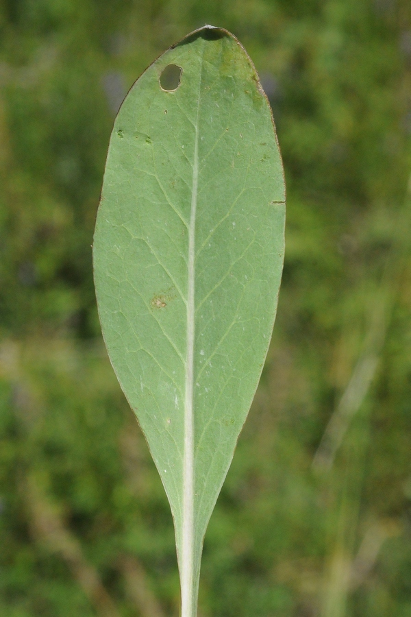 Image of Klasea marginata specimen.