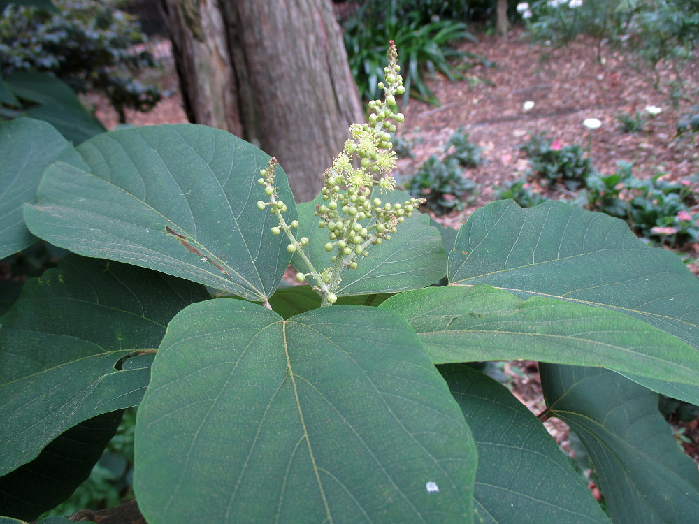 Изображение особи Mallotus japonicus.