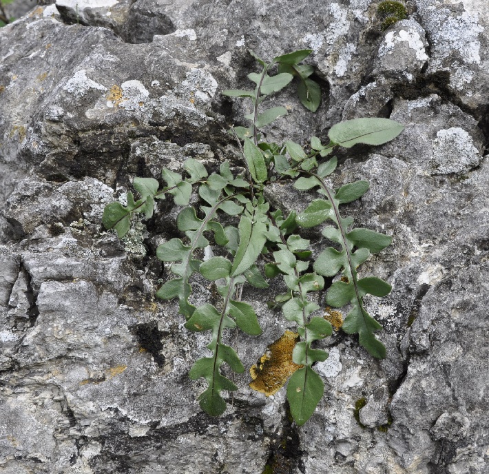 Image of genus Centaurea specimen.