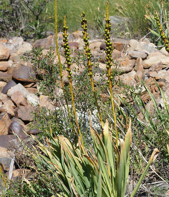 Image of Eremurus fuscus specimen.