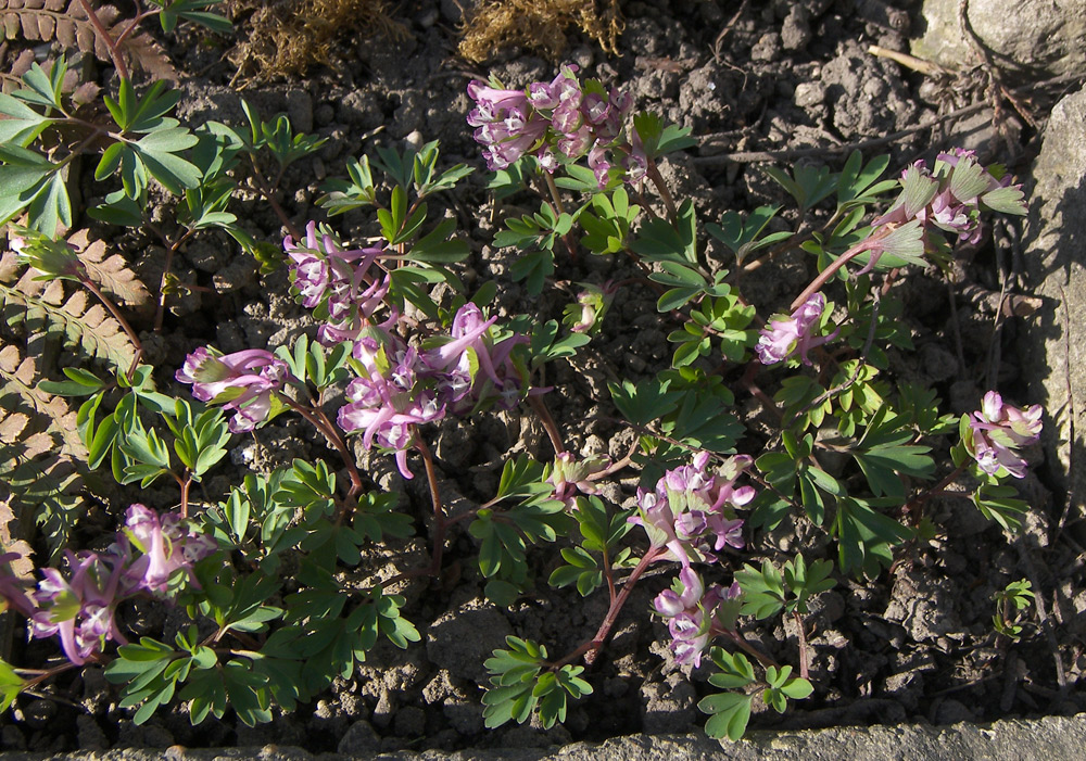 Image of Corydalis pumila specimen.