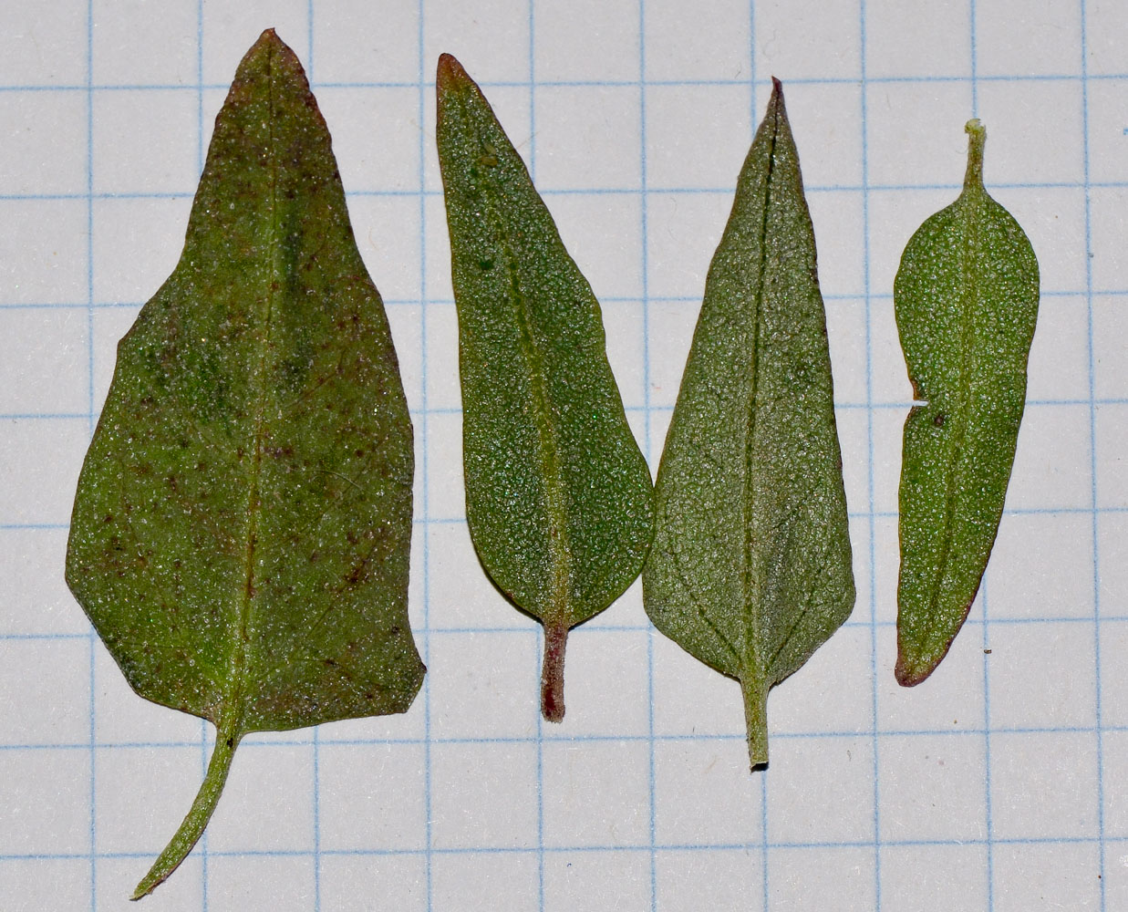 Image of Atriplex davisii specimen.