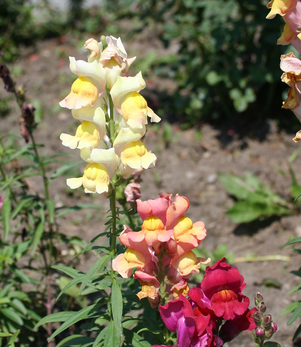 Изображение особи Antirrhinum majus.