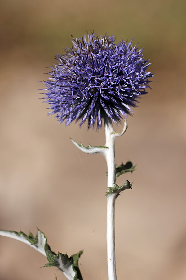 Изображение особи Echinops talassicus.