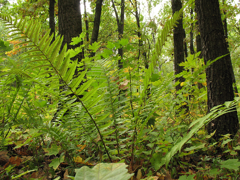 Изображение особи Dryopteris filix-mas.