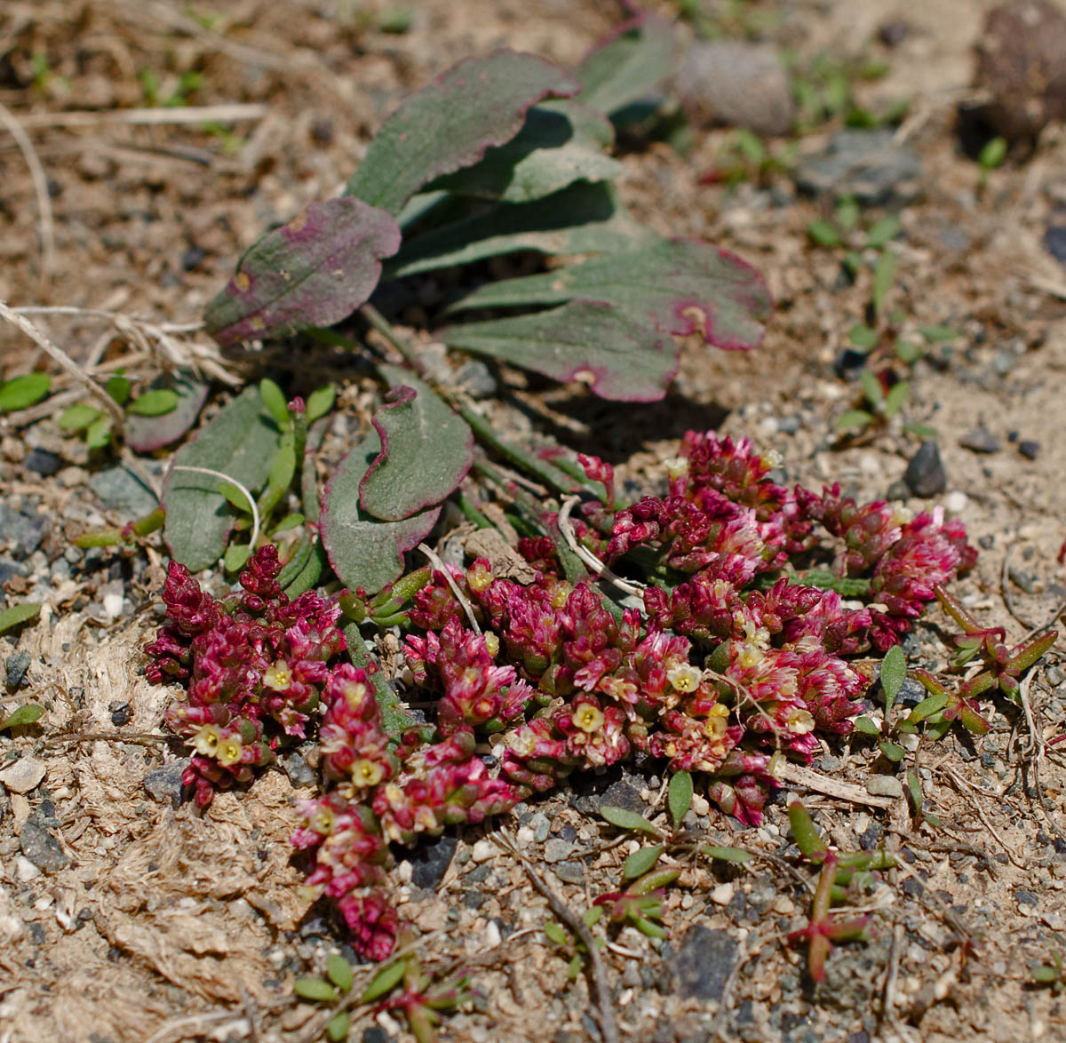 Изображение особи Limonium congestum.