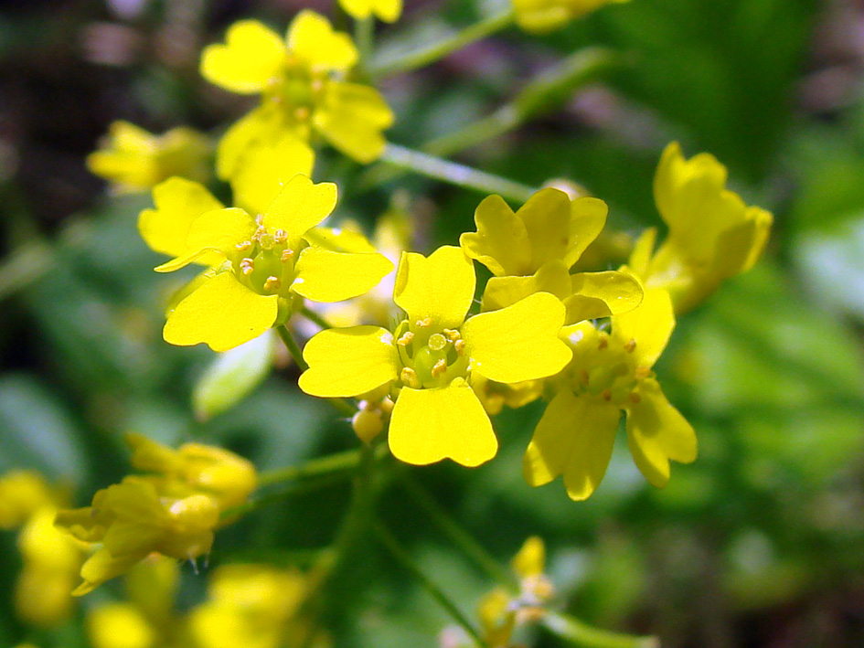 Image of Draba sibirica specimen.