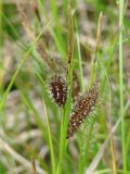 Carex pamirica ssp. dichroa