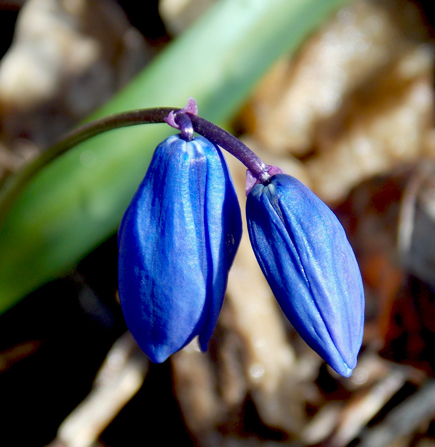 Image of Scilla siberica specimen.