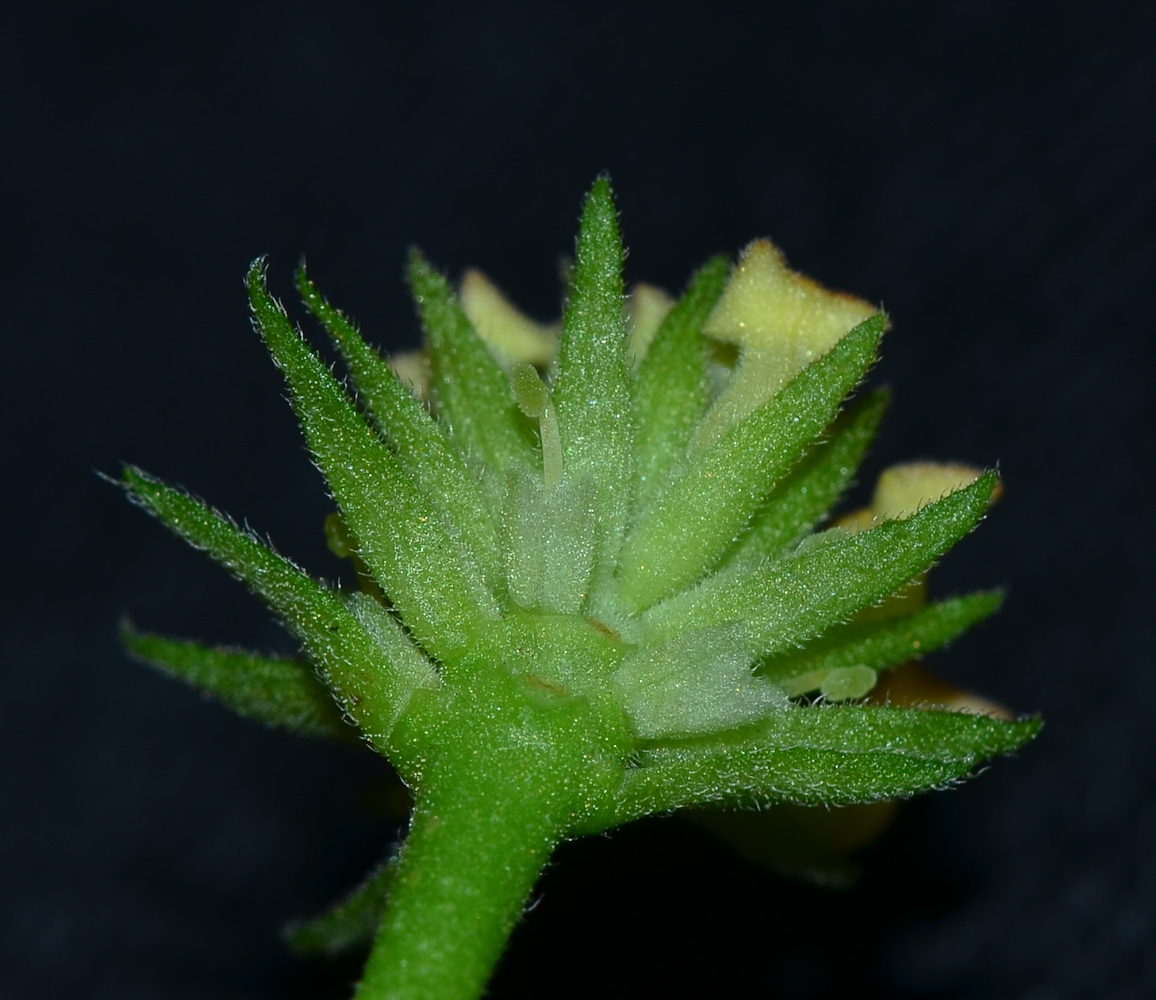 Image of Lantana camara specimen.