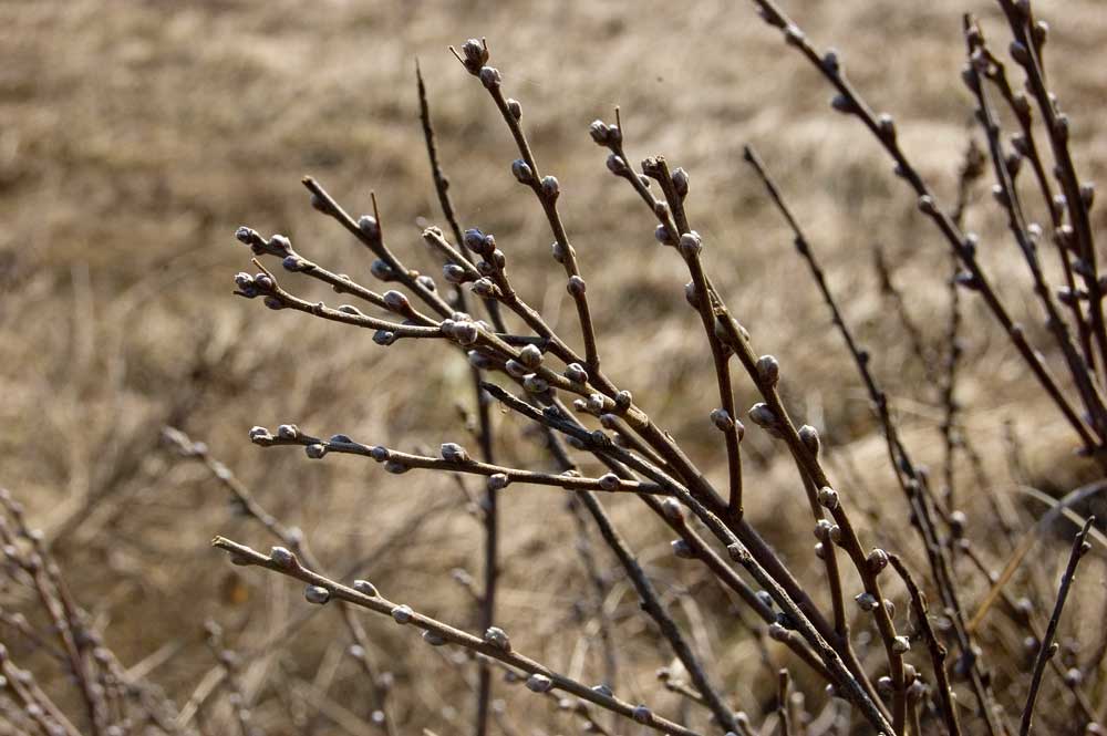 Изображение особи Chamaecytisus ruthenicus.