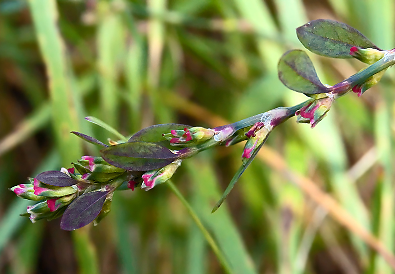 Image of genus Polygonum specimen.