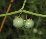 Asparagus pallasii. Незрелые плоды. Крым, Арабатская стрелка, галофитный луг. 28 мая 2016 г.