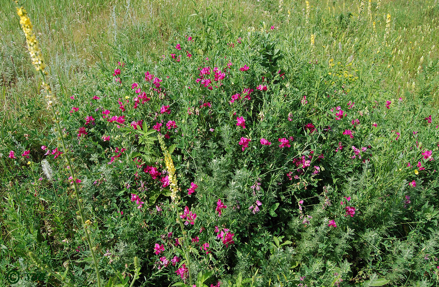 Image of Lathyrus tuberosus specimen.