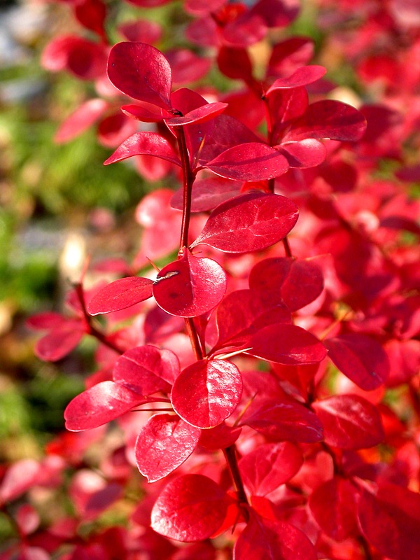 Изображение особи Berberis thunbergii.