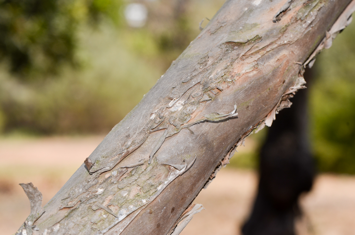 Image of Eucalyptus kruseana specimen.