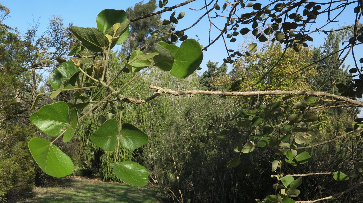 Image of Erythrina abyssinica specimen.