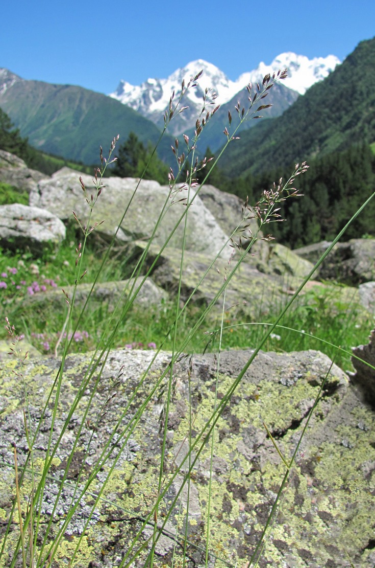 Image of genus Poa specimen.