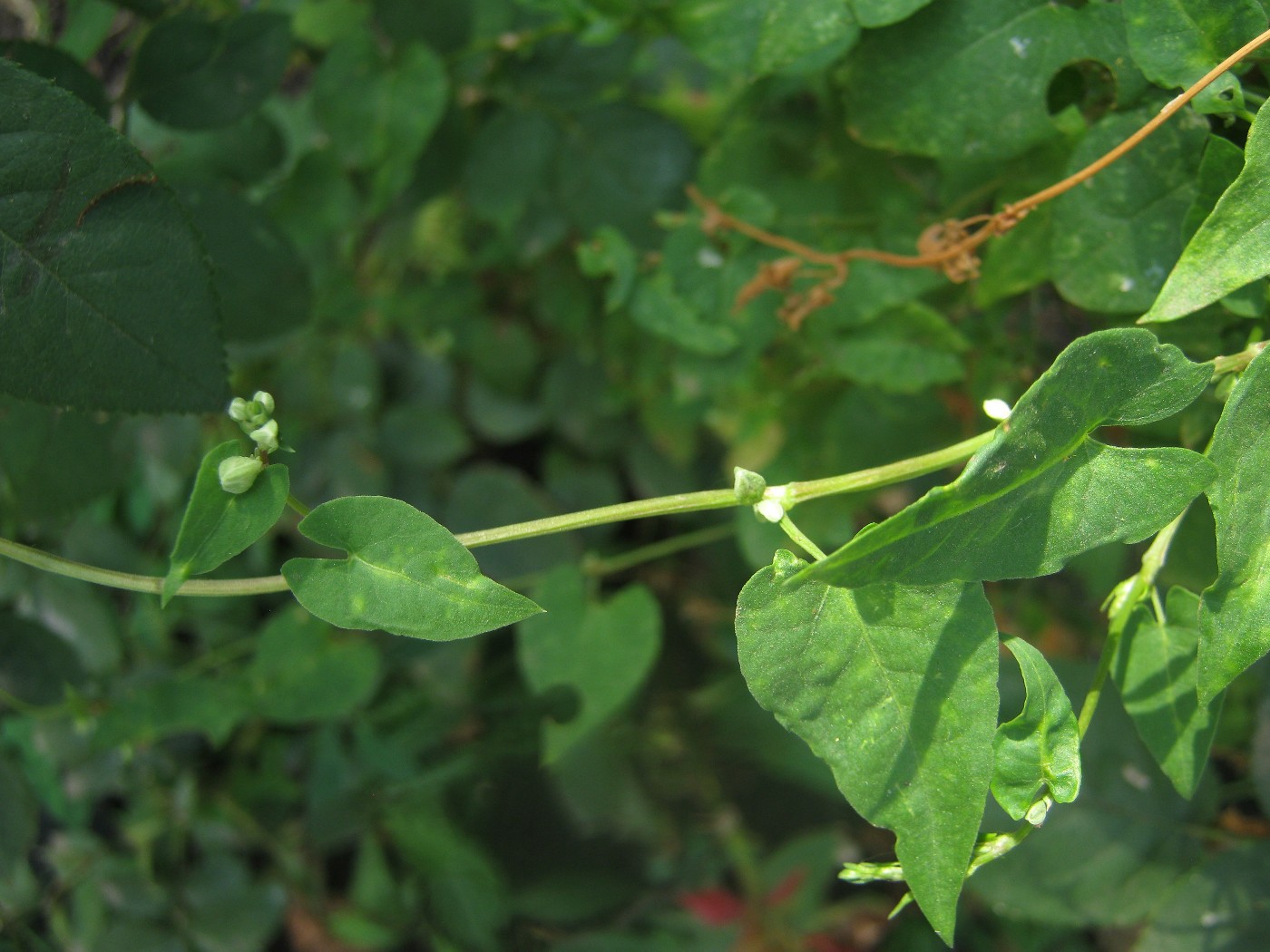 Image of genus Fallopia specimen.