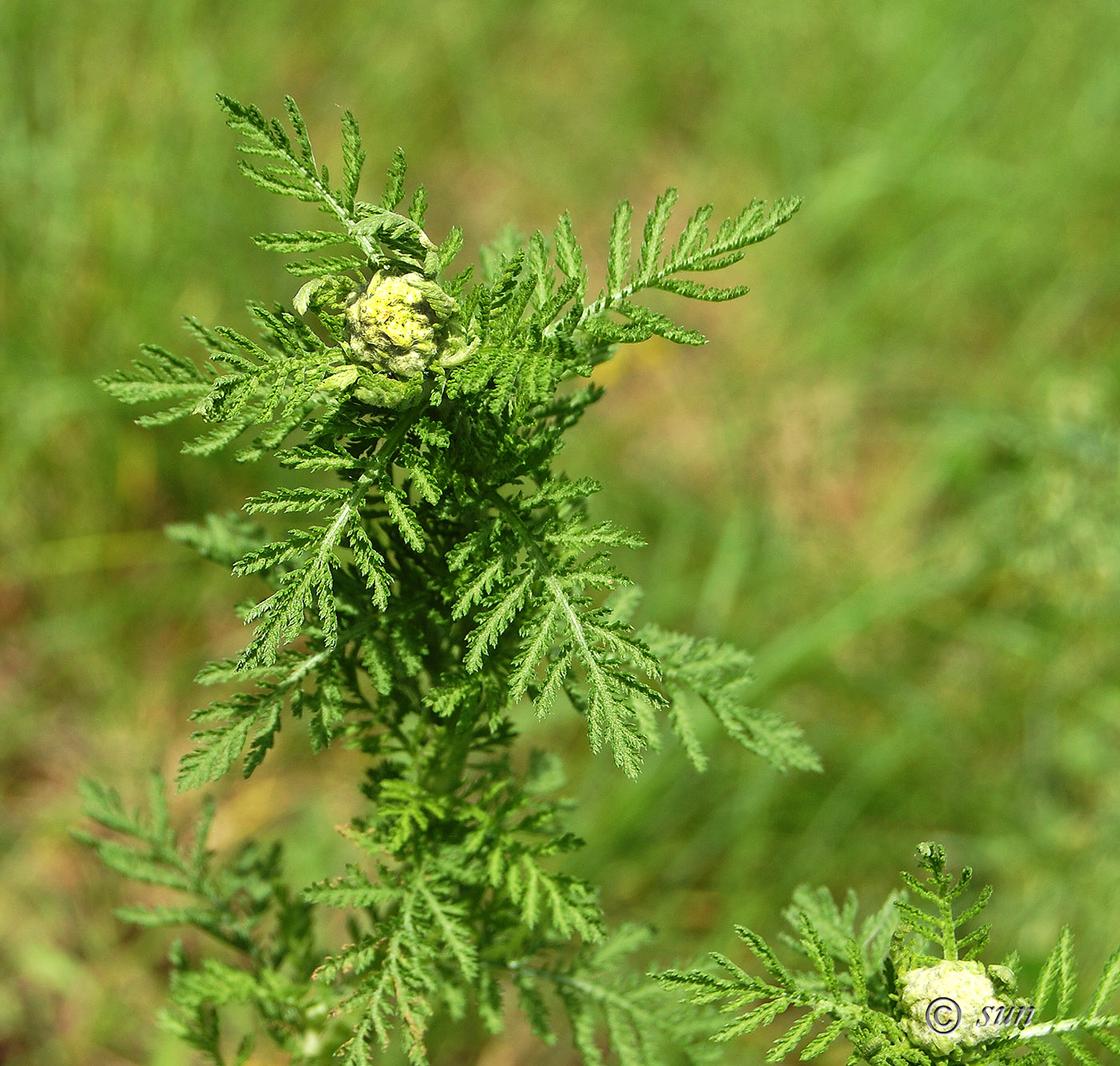 Image of Achillea nobilis specimen.