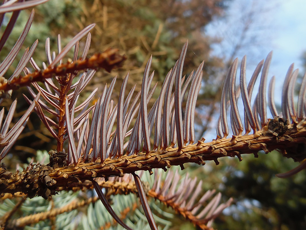 Image of Picea pungens f. glauca specimen.