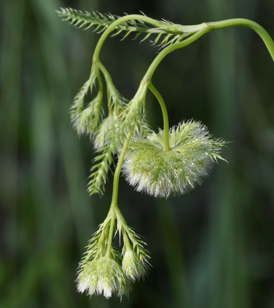 Image of Lagoecia cuminoides specimen.