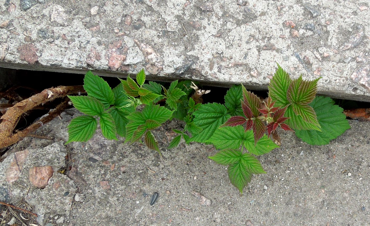 Image of Rubus idaeus specimen.