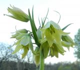 Смотреть изображение Fritillaria raddeana