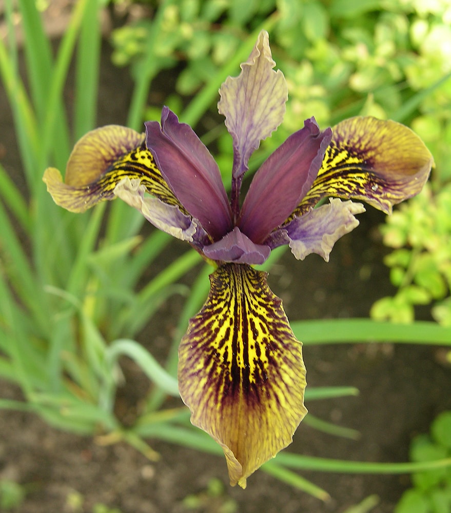 Изображение особи Iris forrestii.