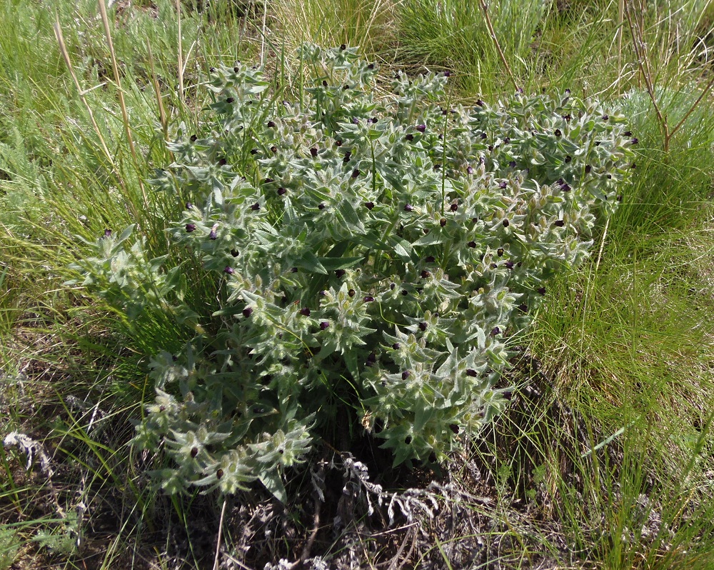 Image of Nonea rossica specimen.