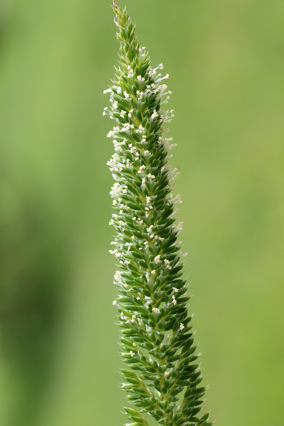 Image of Phleum paniculatum specimen.