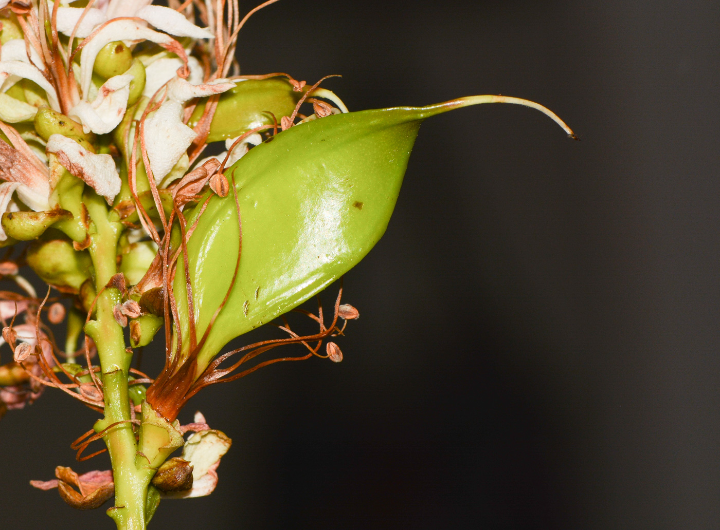 Image of Schotia latifolia specimen.