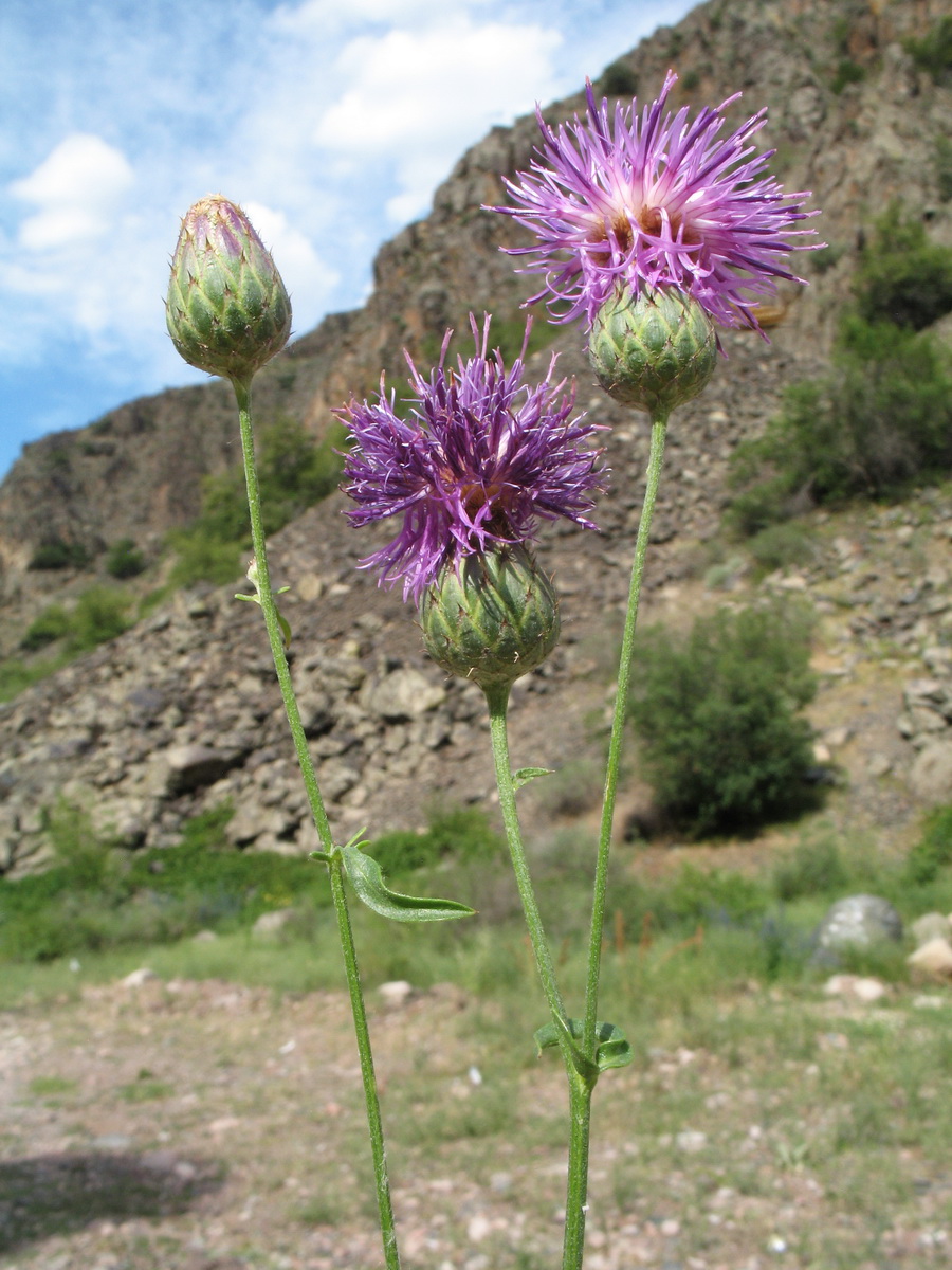 Image of Centaurea adpressa specimen.