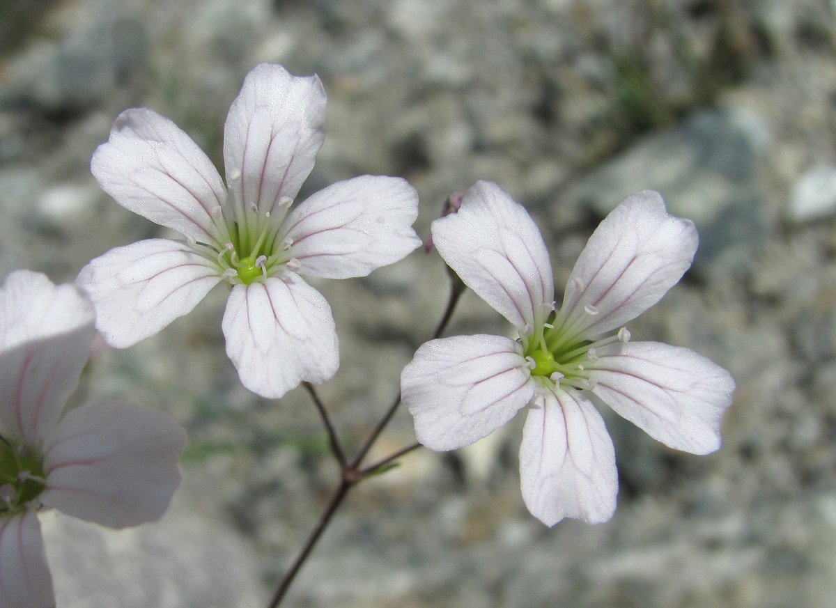 Image of Gypsophila elegans specimen.