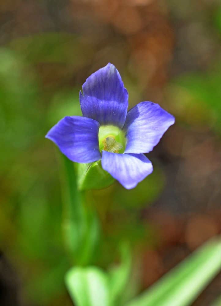 Изображение особи Gentianopsis komarovii.