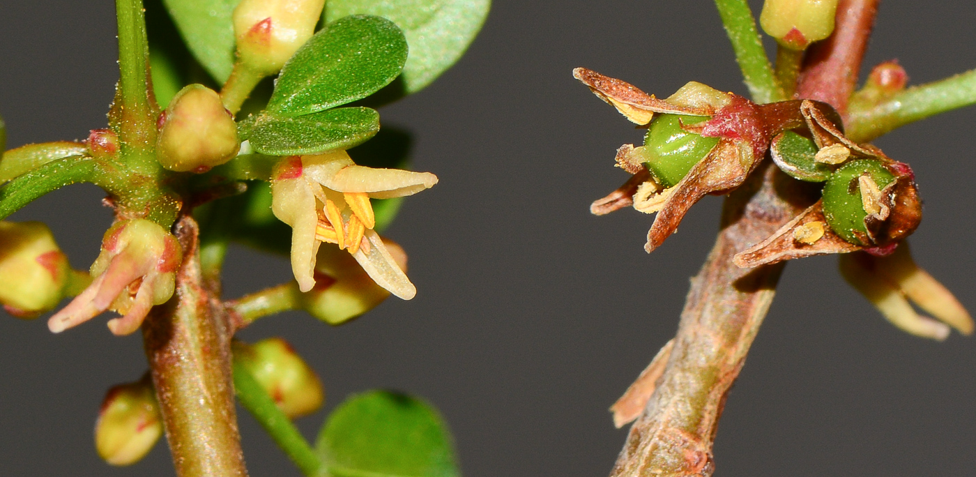 Изображение особи Commiphora gileadensis.