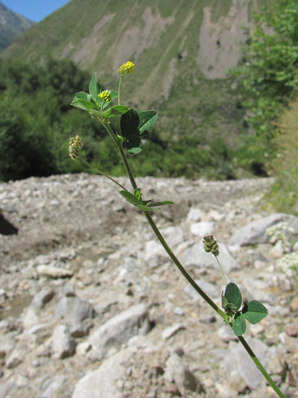 Image of Medicago lupulina specimen.