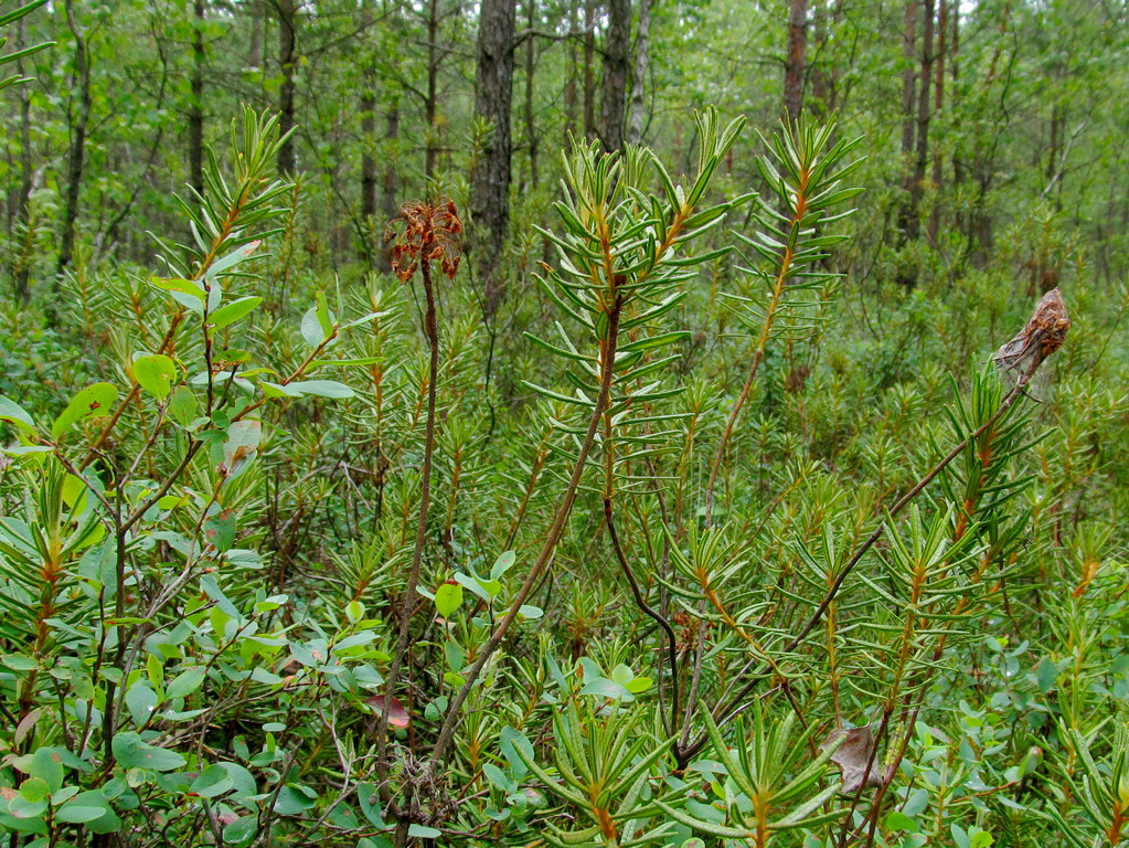 Image of Ledum palustre specimen.