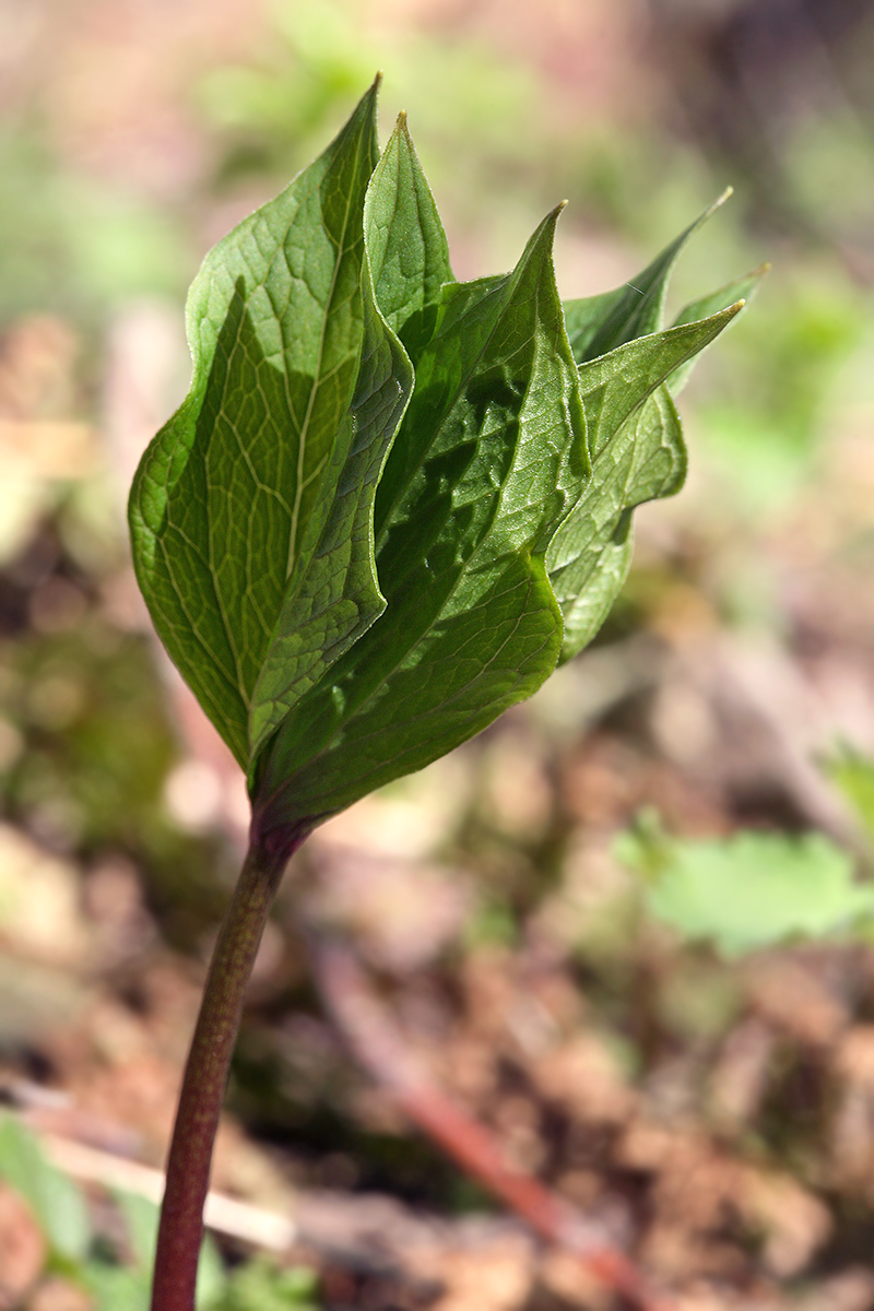 Изображение особи Paris quadrifolia.