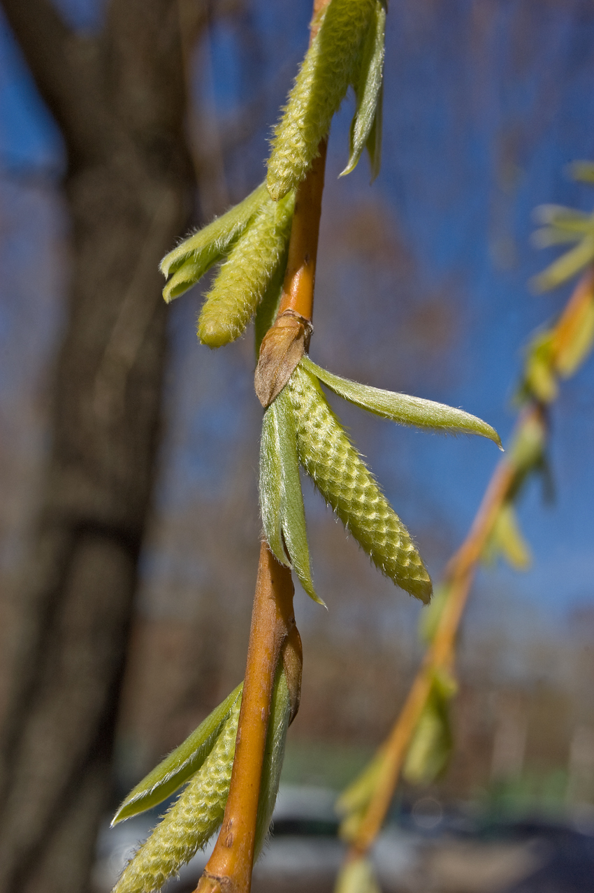 Image of genus Salix specimen.