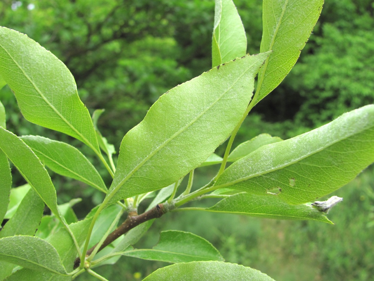 Image of Pyrus × georgica specimen.