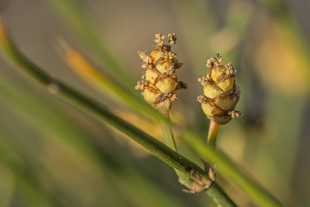 Image of Ephedra distachya specimen.