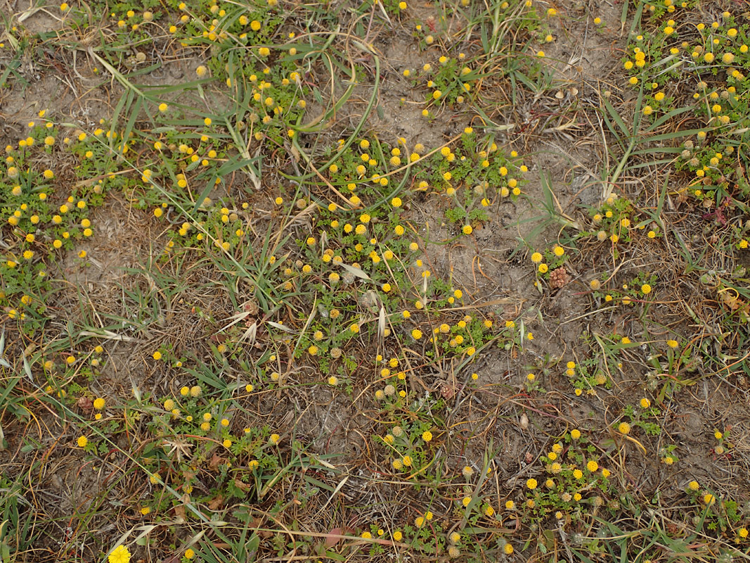 Image of Anthemis rigida specimen.