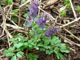 Corydalis solida