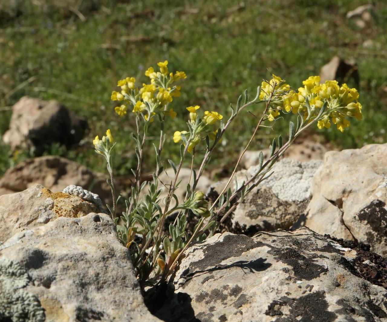 Image of Alyssum trichostachyum specimen.