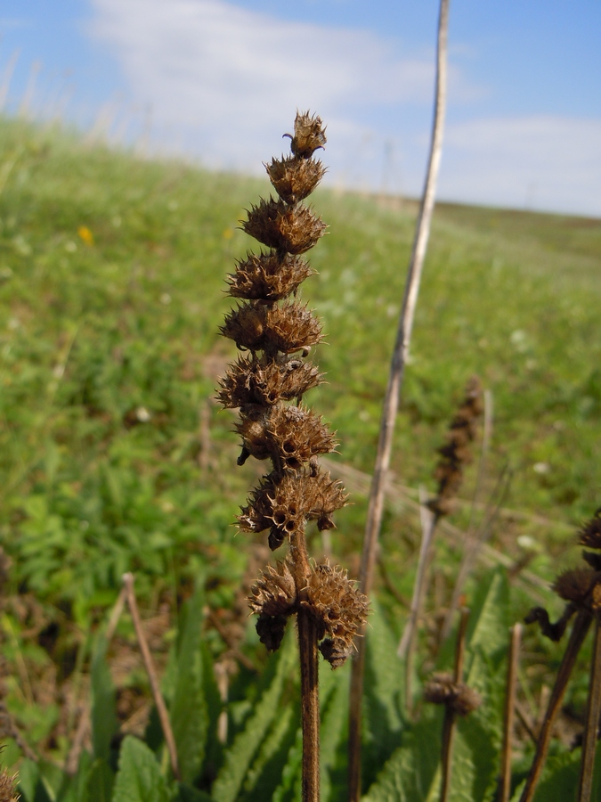 Изображение особи Betonica officinalis.